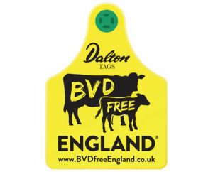 BVD Free England