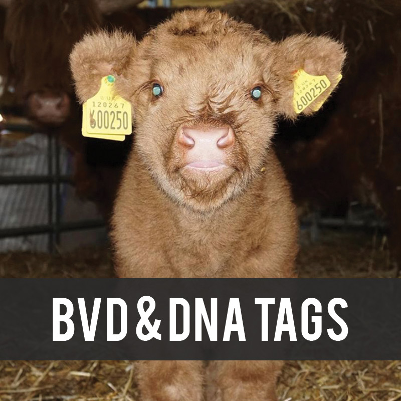 BVD and DNA Tags