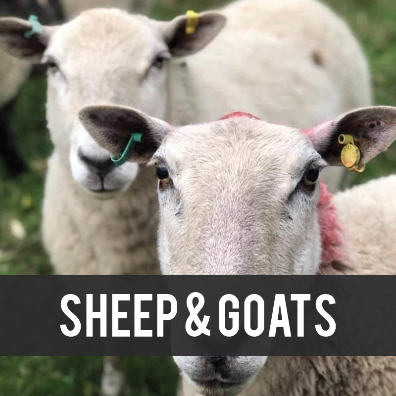 Sheep and Goat Tags